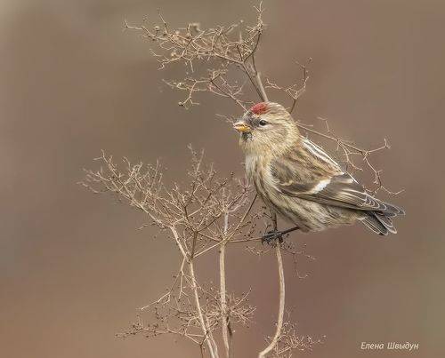 Common redpoll