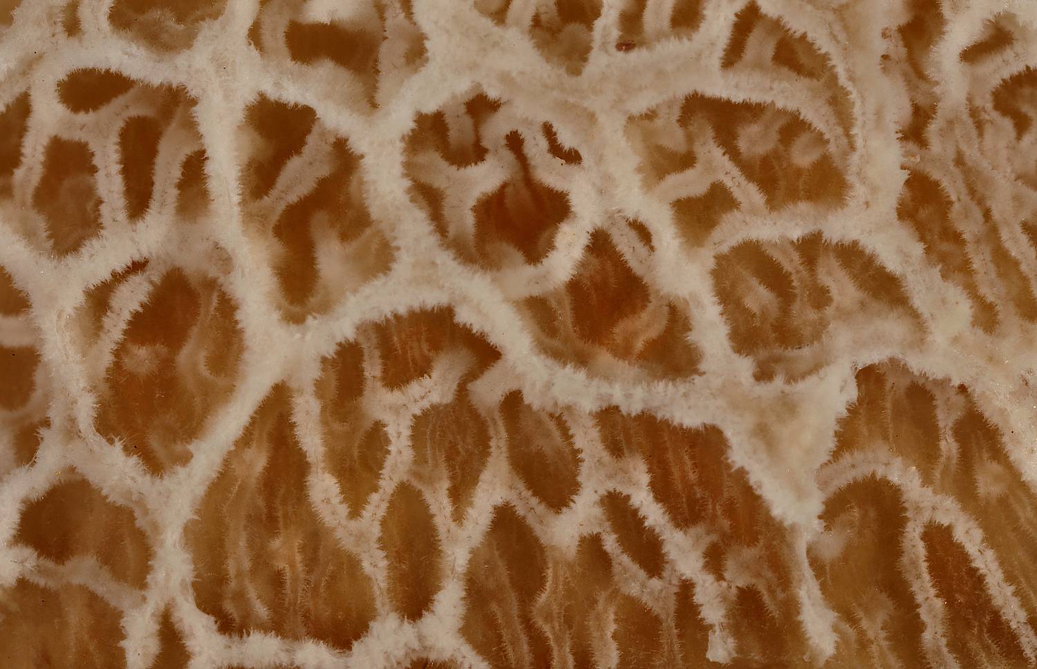 puzzle, загадка, Александр Зорин