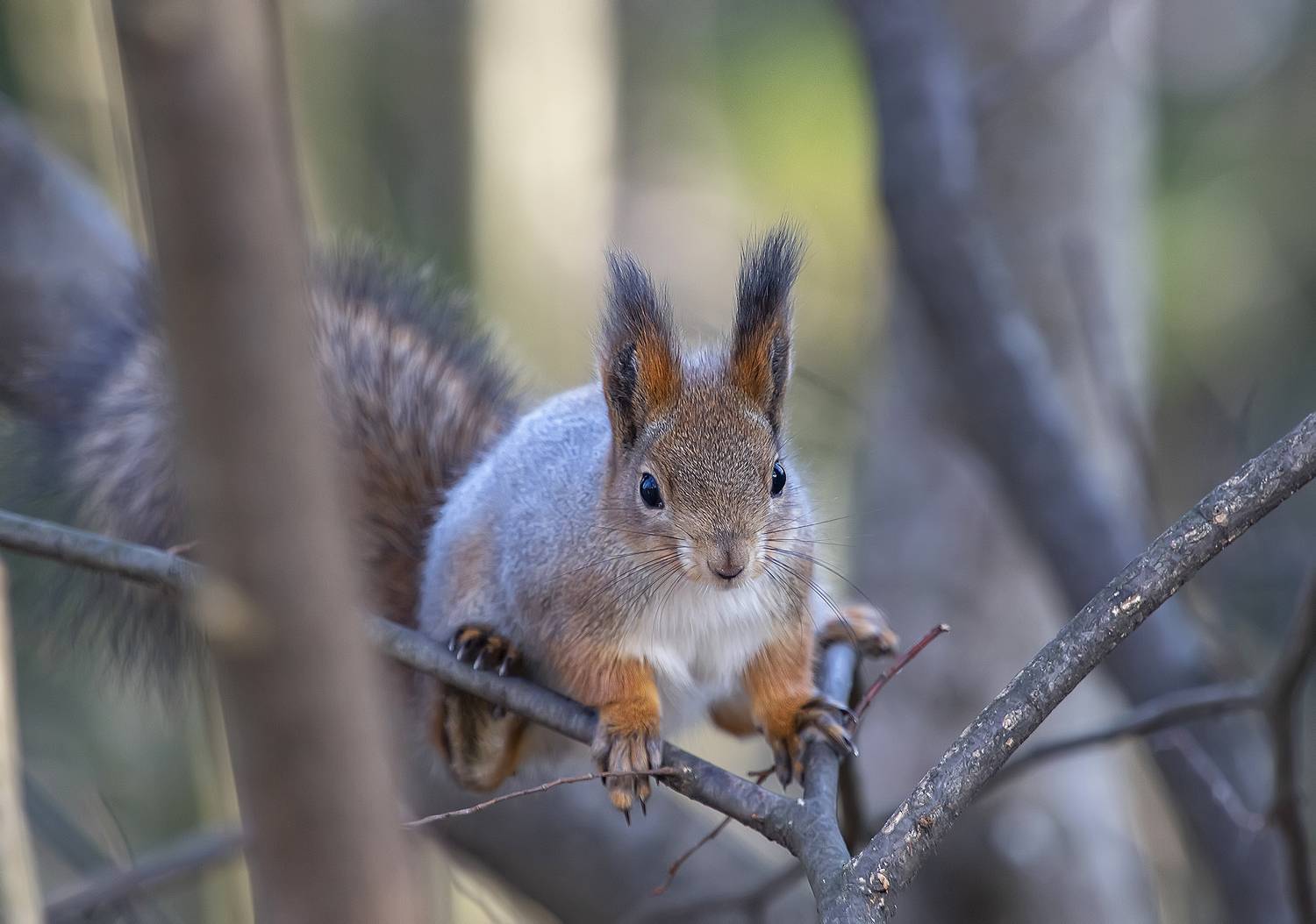 животные, белочка, парк, осень, ноябрь, Широких Александр