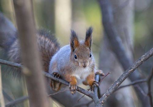 Любопытная белочка