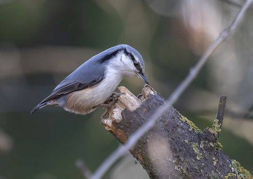 Европейский поползень