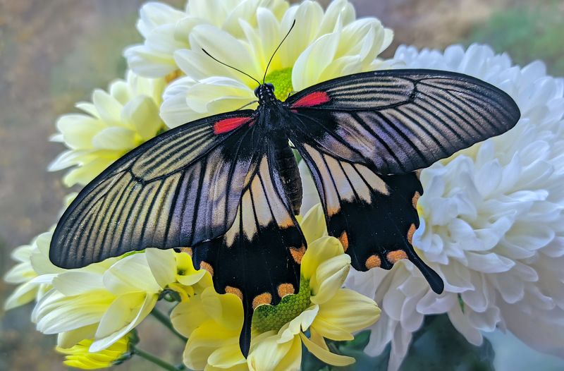 насекомые, бабочка, парусник, тропическая, лови, lowi Парустник Лови фото превью