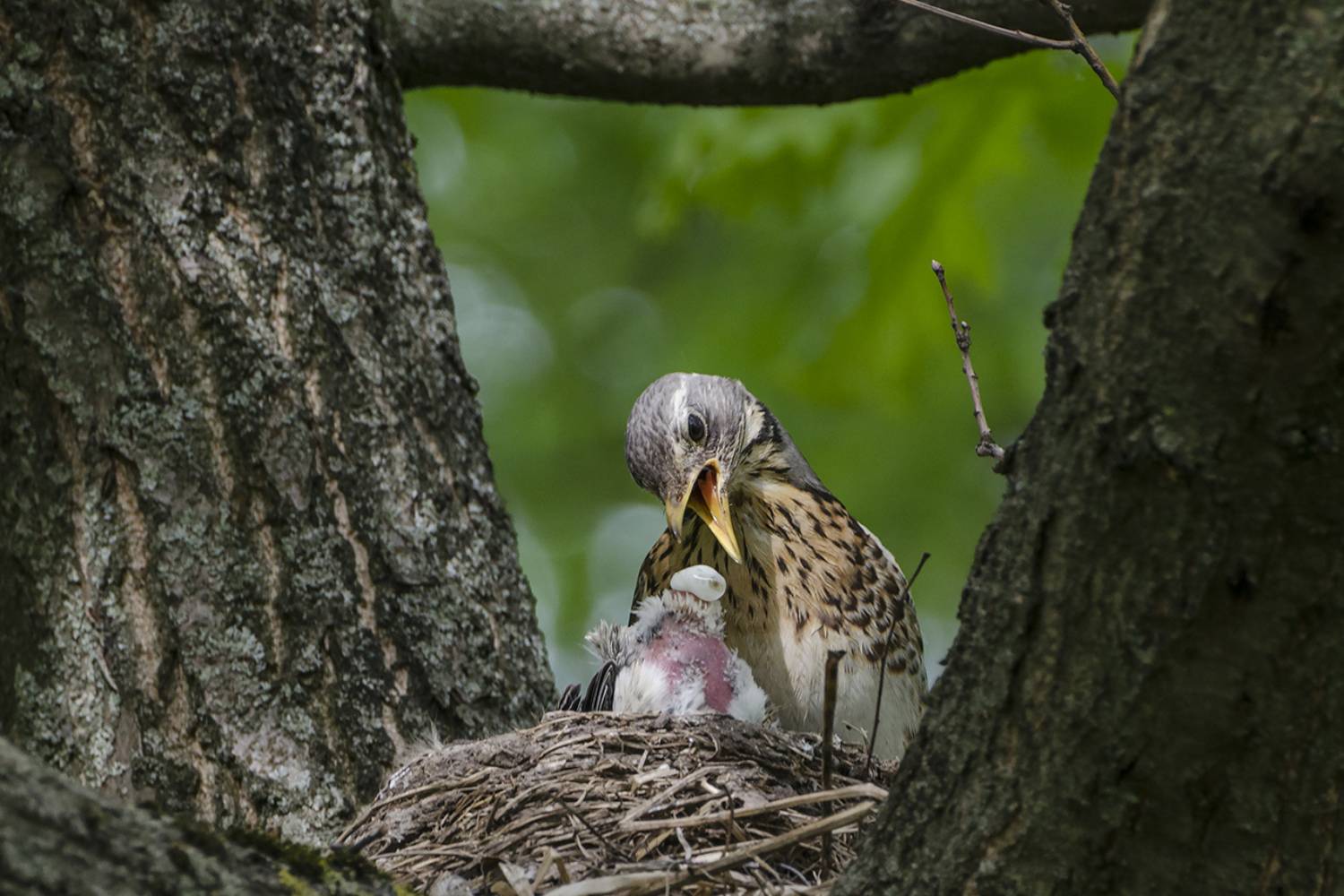 птицы дрозды рябинники, Михаил Агеев