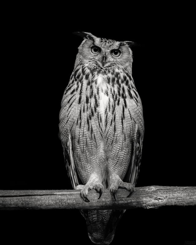 Bubo bubo фото превью