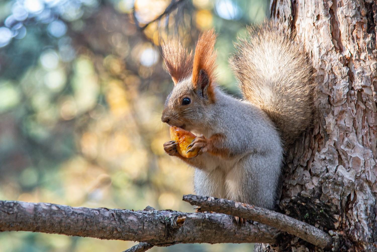 белка, Евгений Дроботенко