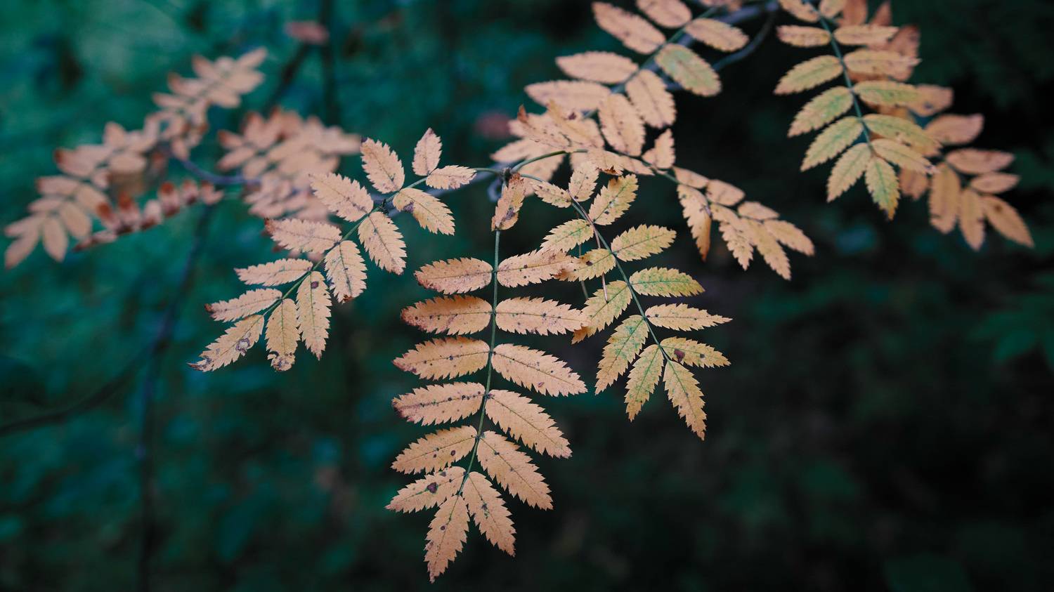 лес, листья, Валерий Вождаев