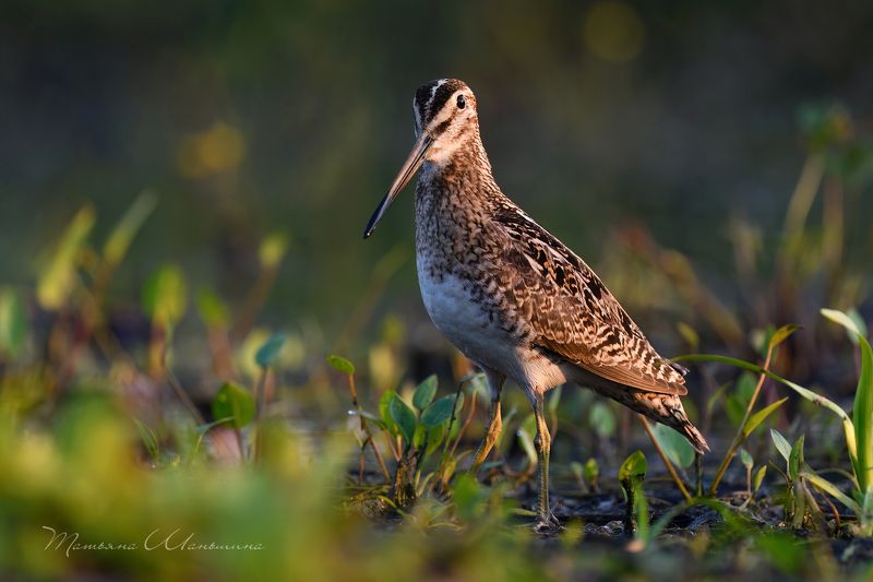 Бекас фото превью