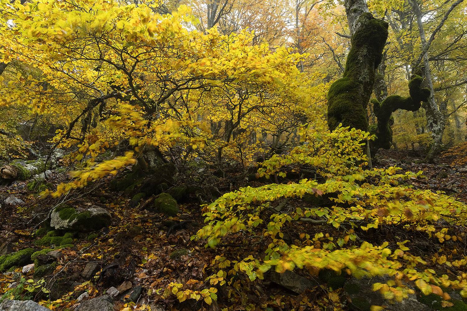 photography, mountain, autumn, color, landscape, photo, awakening, colorful, land, landmark, lands, soft ligth, ligth, mountains, photo, river, jimenez millan samuel