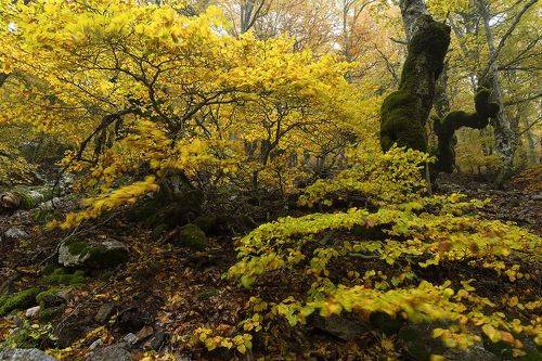 Primeval colors (II)