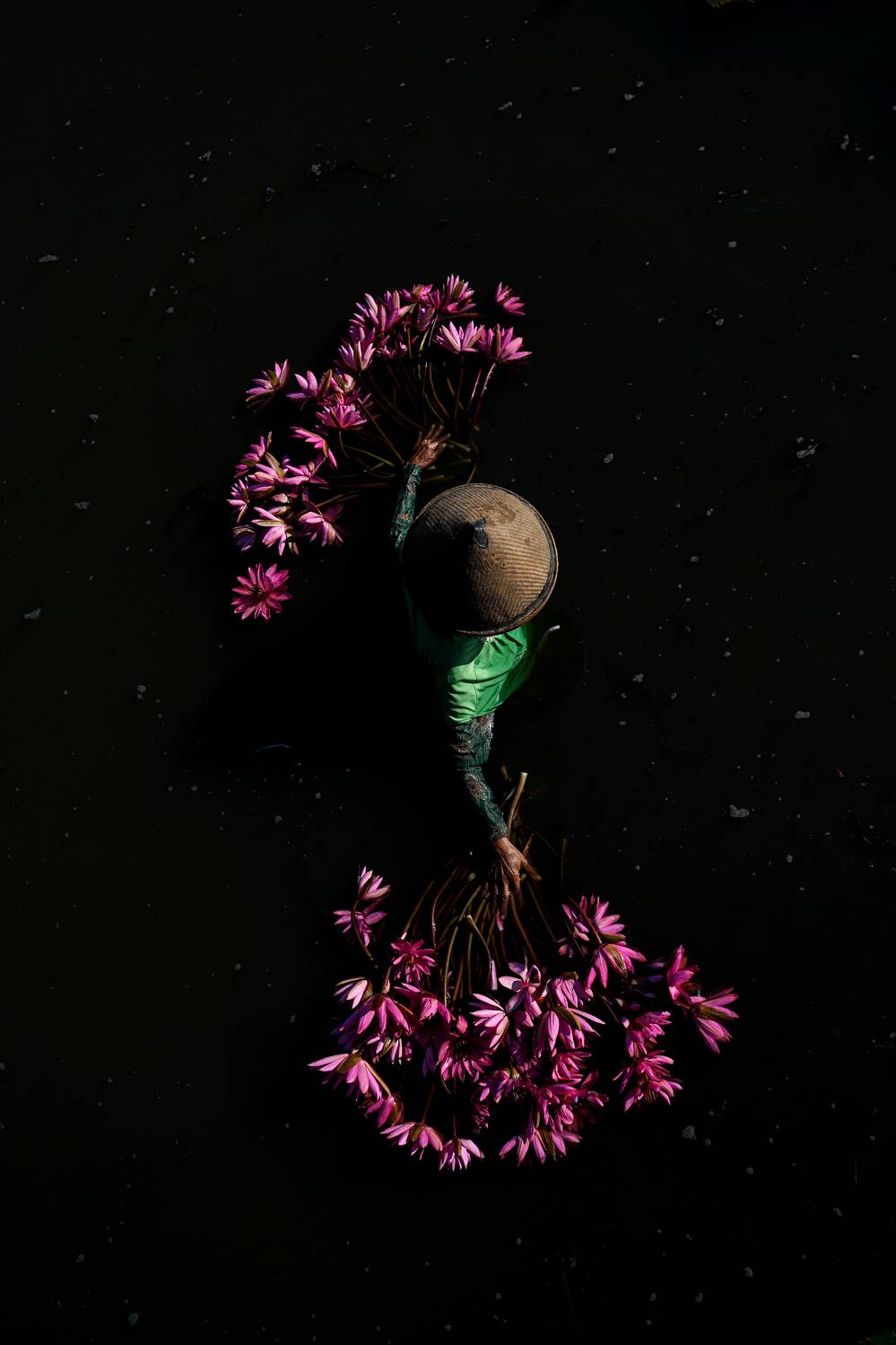 #harvest #lotus #flowers , santoso budoyo