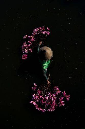harvest lotus flowers