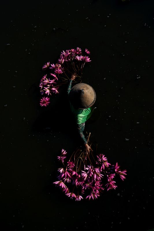 #harvest #lotus #flowers  harvest lotus flowers фото превью