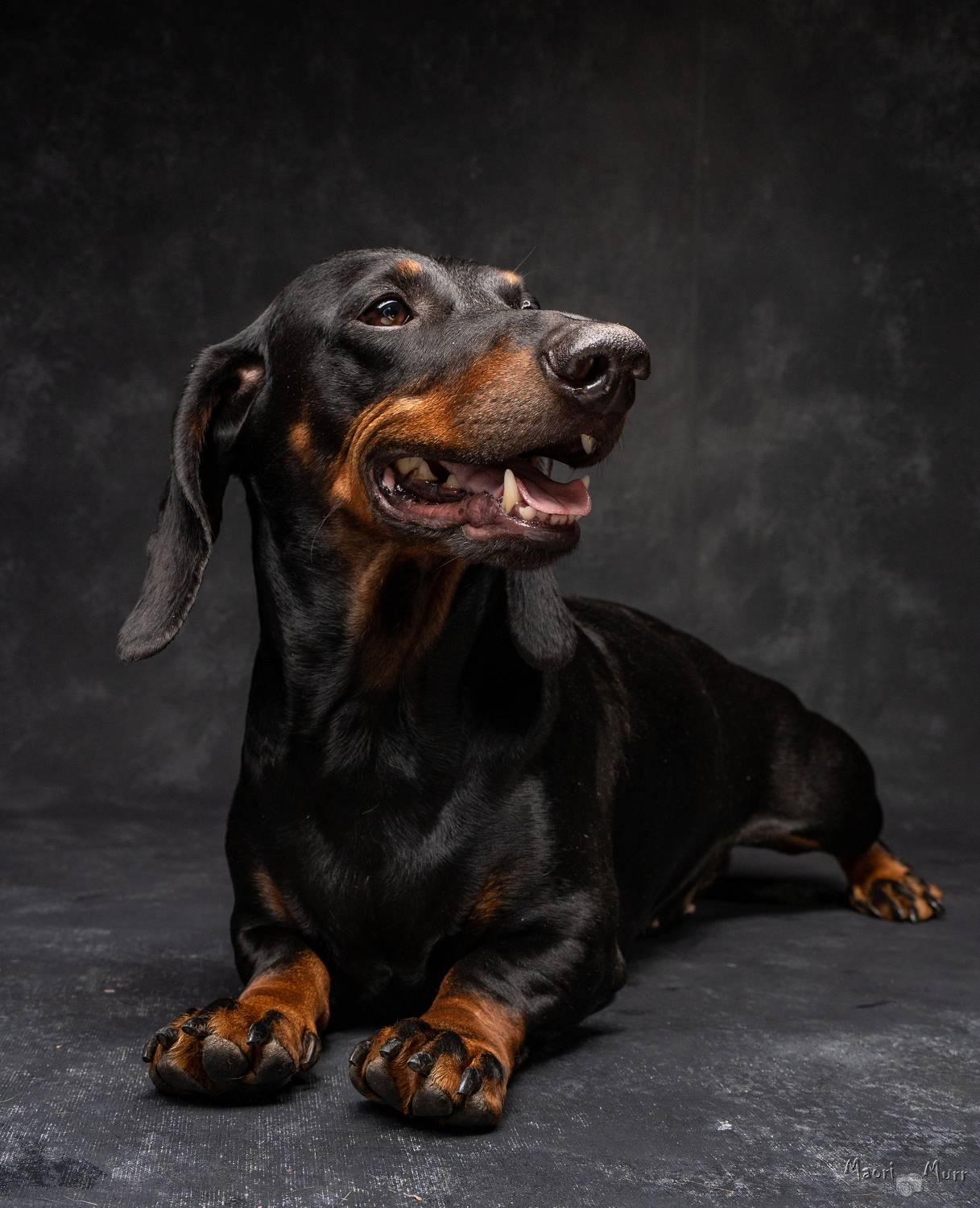 такса, собака, Маори Мурр