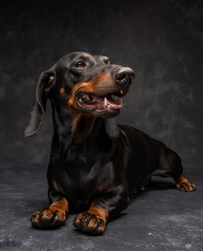 такса, собака Таксик Тюша фото превью