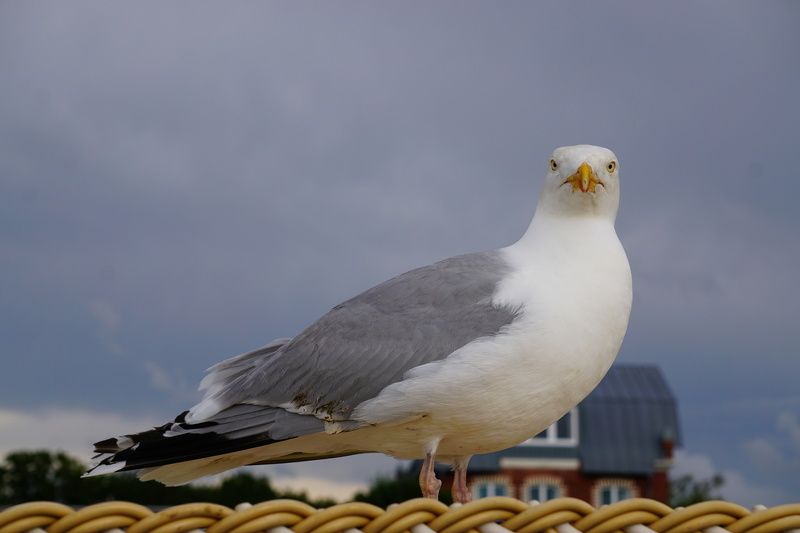 Птица  Что смотришь? фото превью