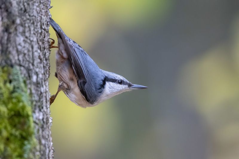 птицы, Подмосковье *** фото превью