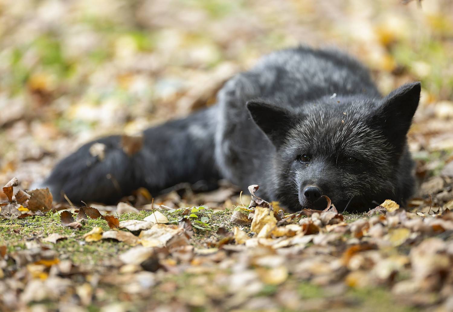 лиса, чернобурая, красотка, настроение, осень, природа, fox, beautiful, autumn, nature, Стукалова Юлия