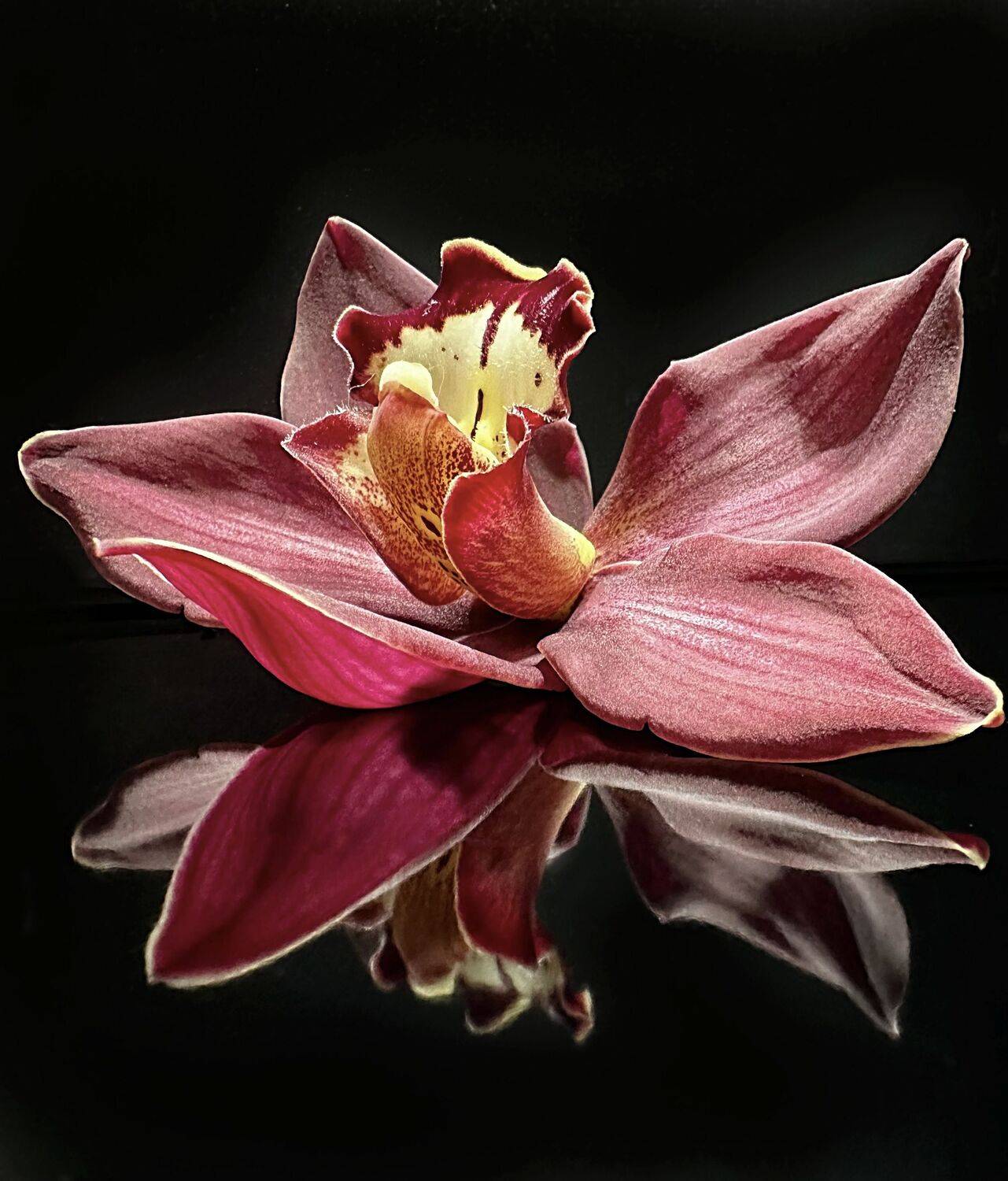 , Svetlana Rashidova