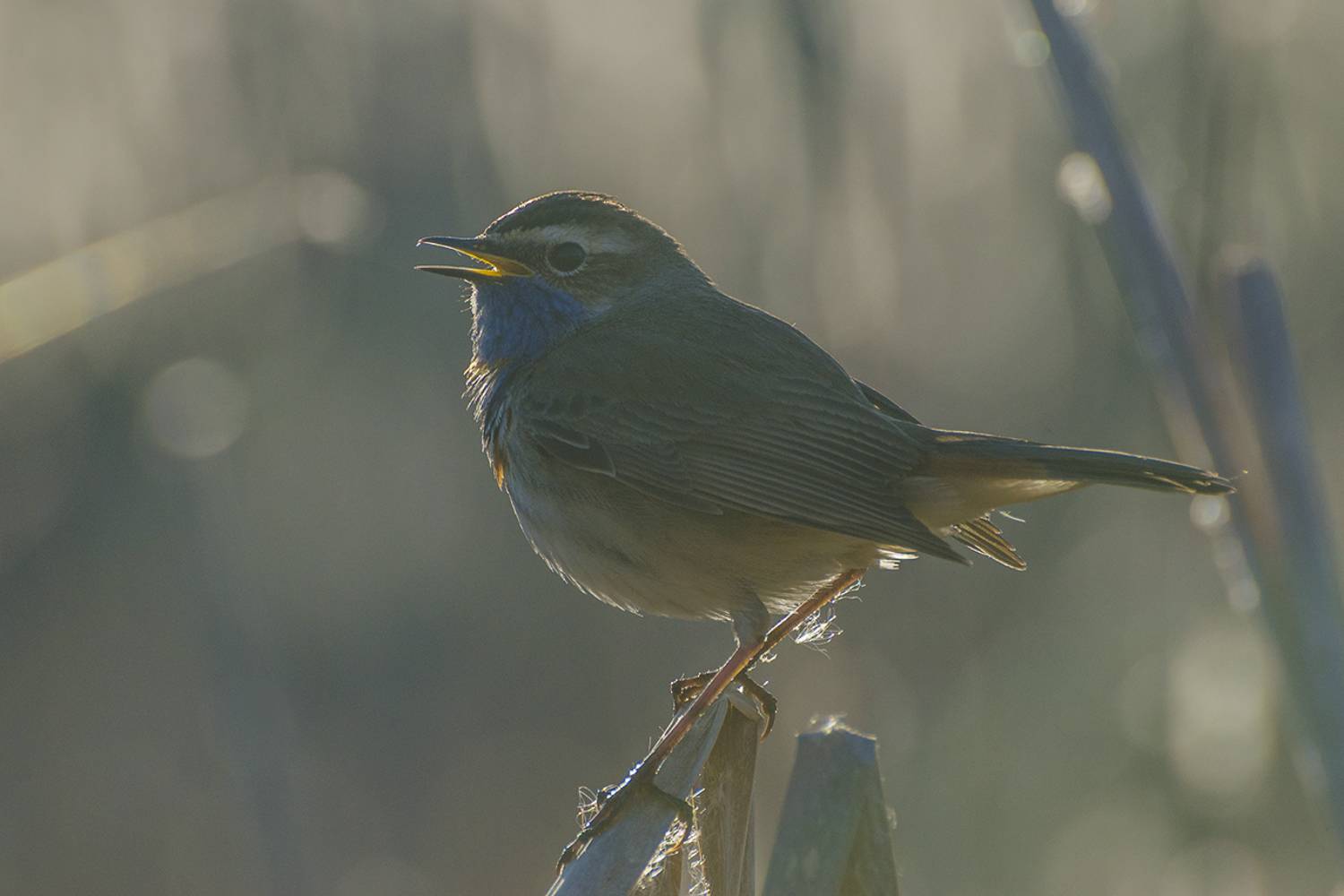птица, самец, варакушка, Михаил Агеев