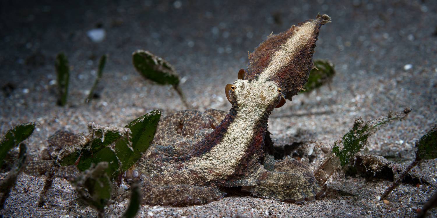 , Савин Андрей