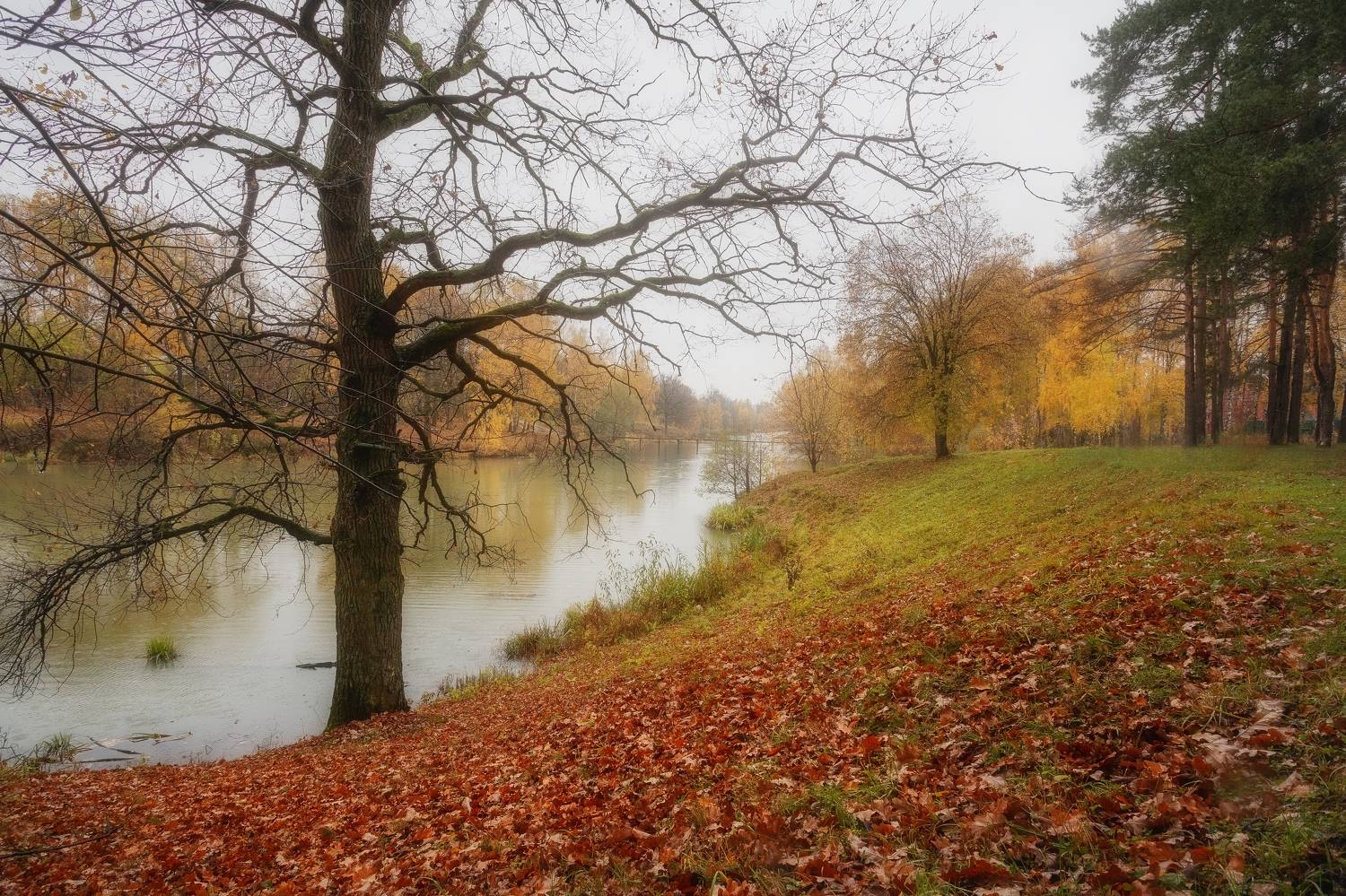 природа, осень, пейзаж. Московская область, Мартыненко Дмитрий