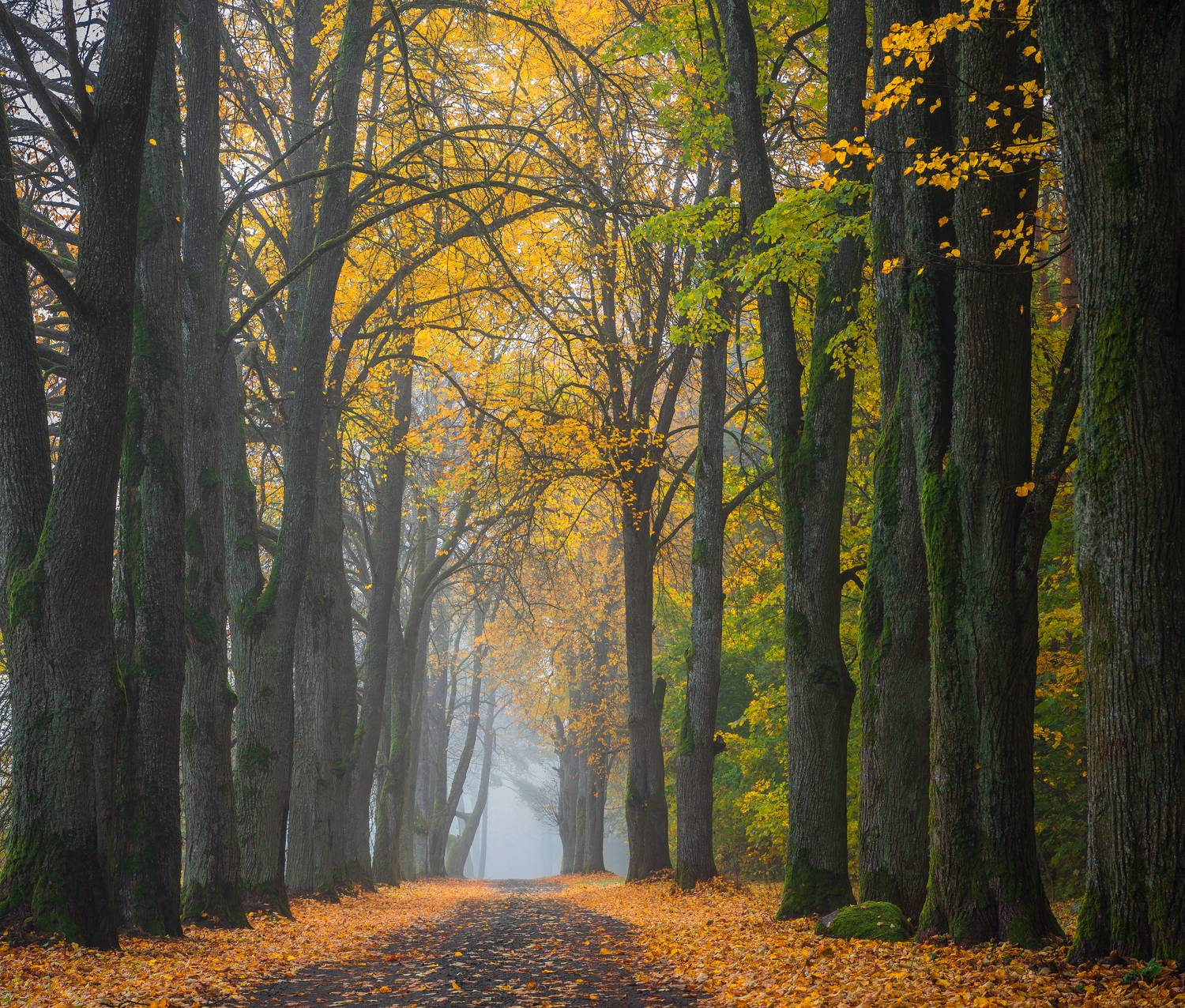 , Руслан Авдевич