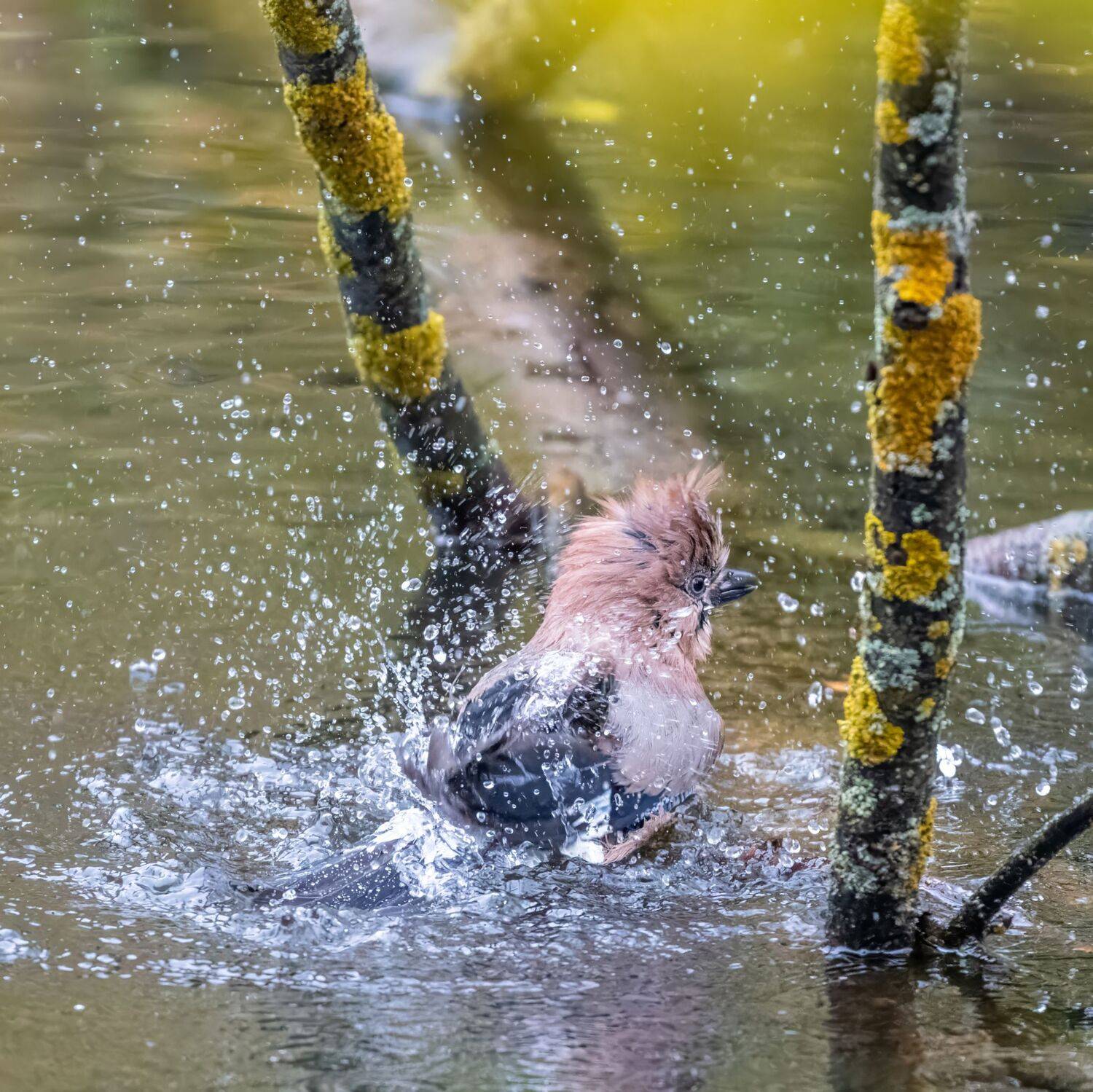 , Дэм Константин