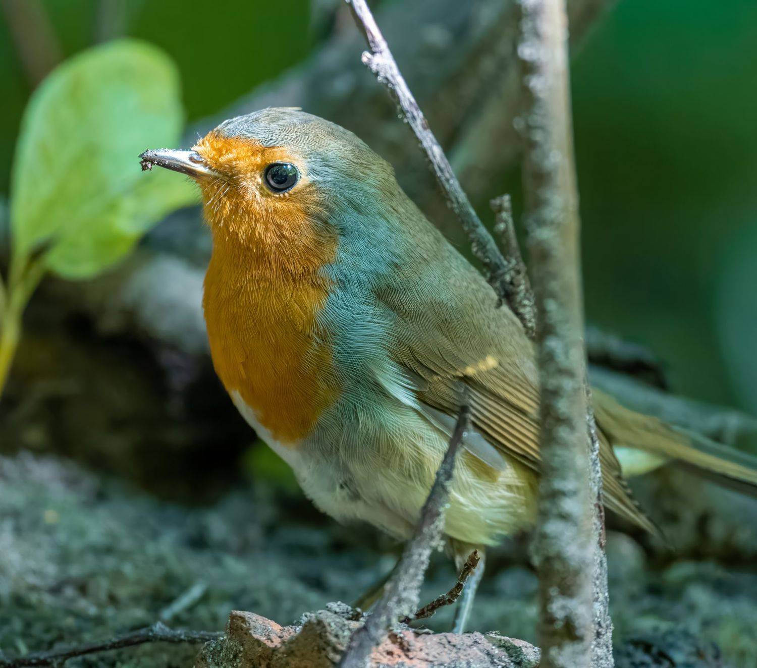 , Дэм Константин