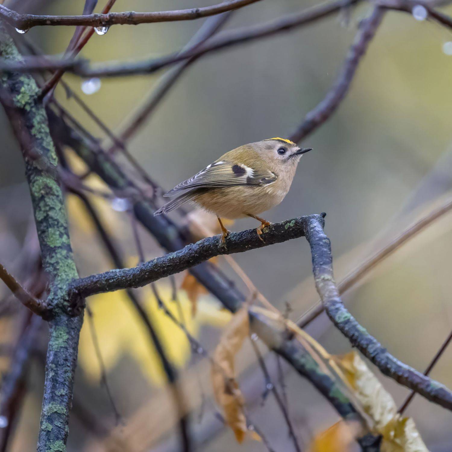 , Дэм Константин