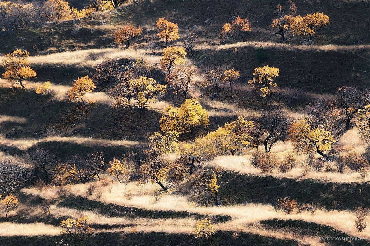 , Антон Кошетаров