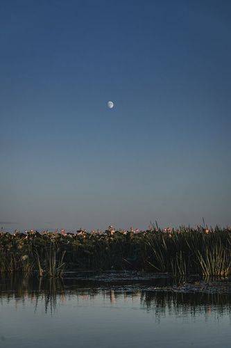 Астраханский лотос