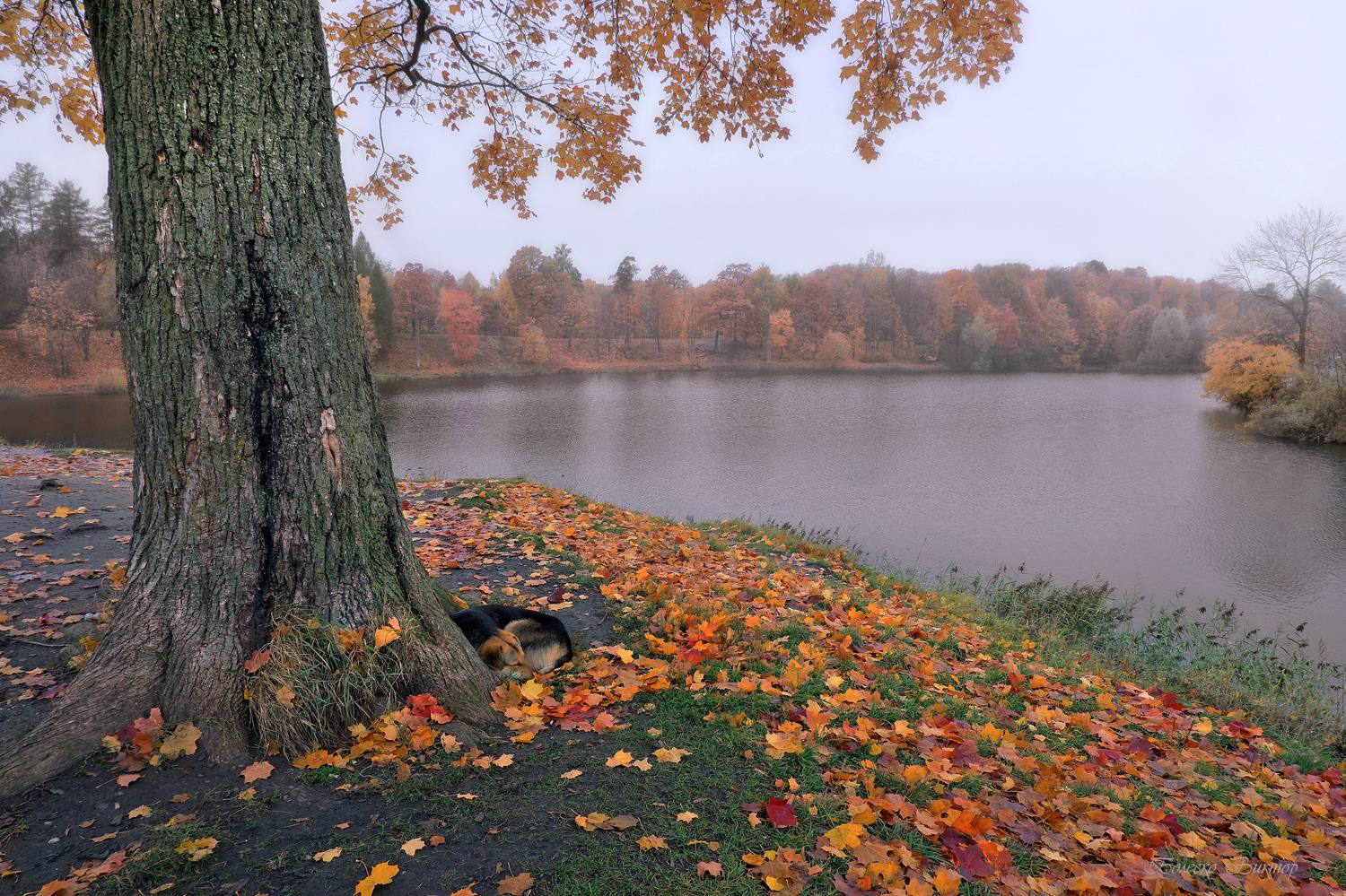 , Болеско Виктор