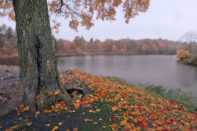 Осенний сон фото превью