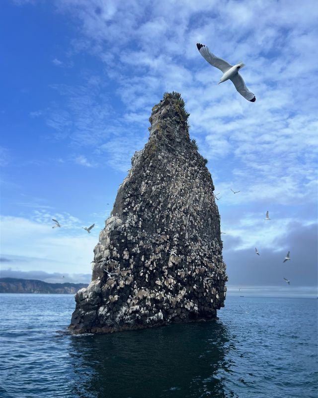 Кекур на побережье Камчатки фото превью