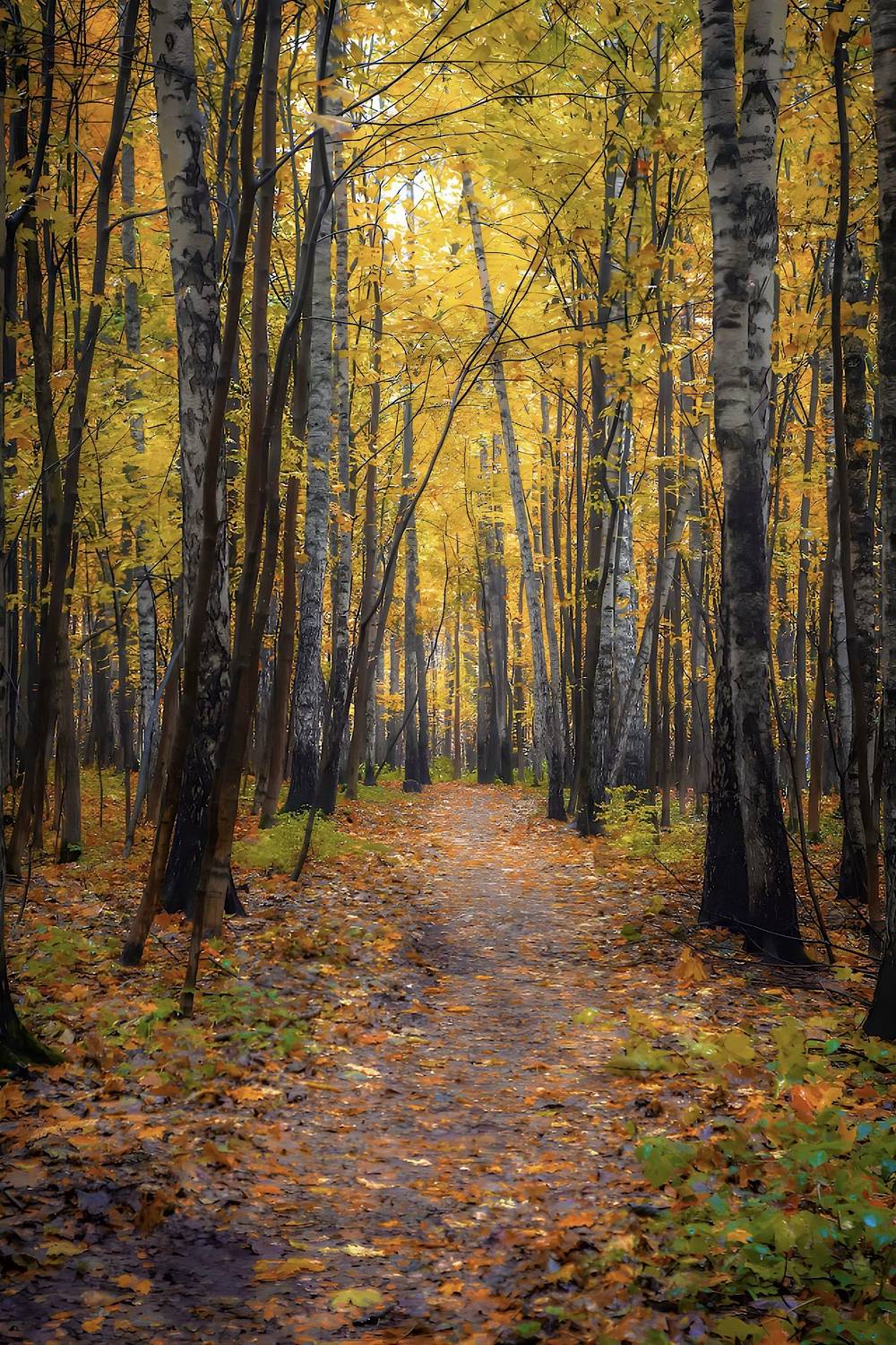 пейзаж, landscape, nature, природа, осень, autumn, золотаяосень, goldatum, лес, forest, Julia Kaissa
