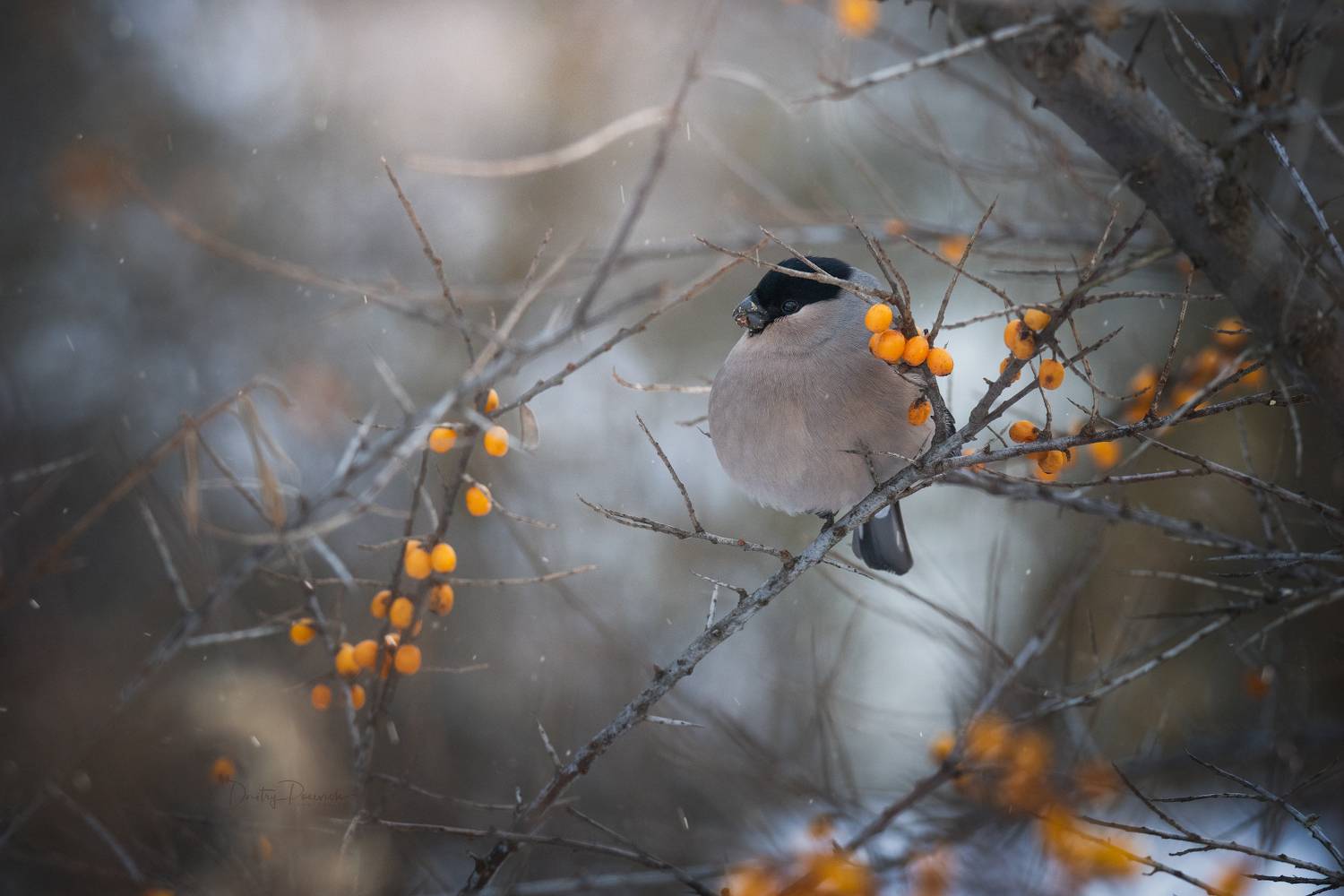 природа, лес, поля, огороды, животные, птицы, макро, Посевич Дмитрий