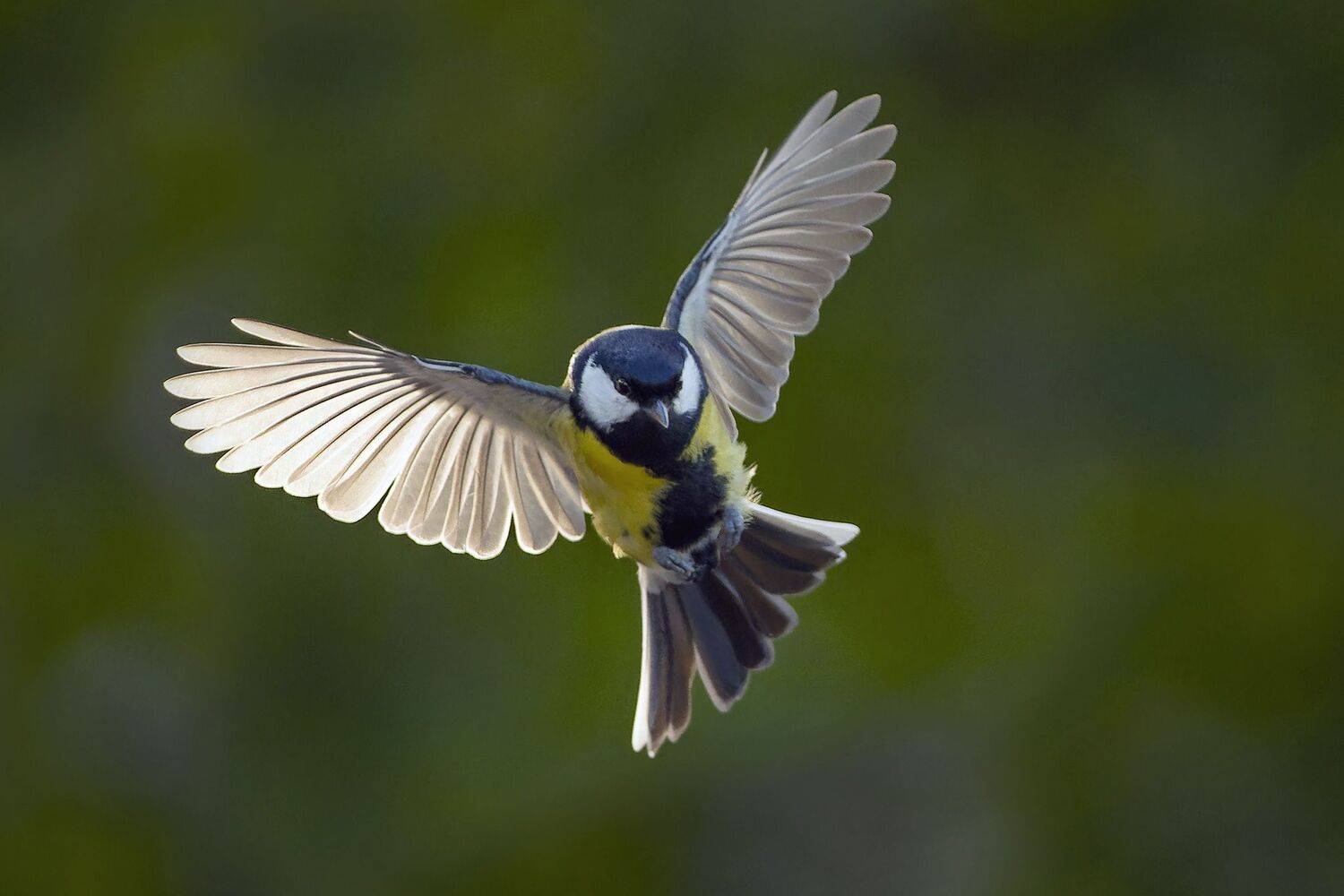 , Евгени Стефанов