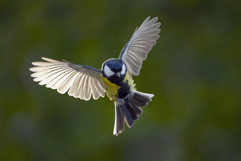 B.I.F. фото превью