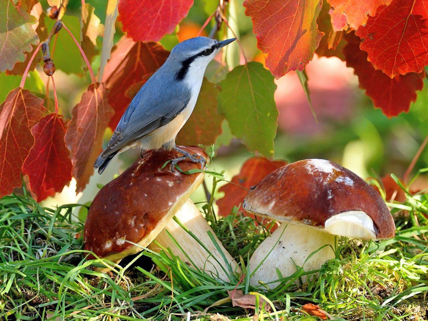 природа, фотоохота, поползень, птицы, животные, грибы, осень, vladilenoff