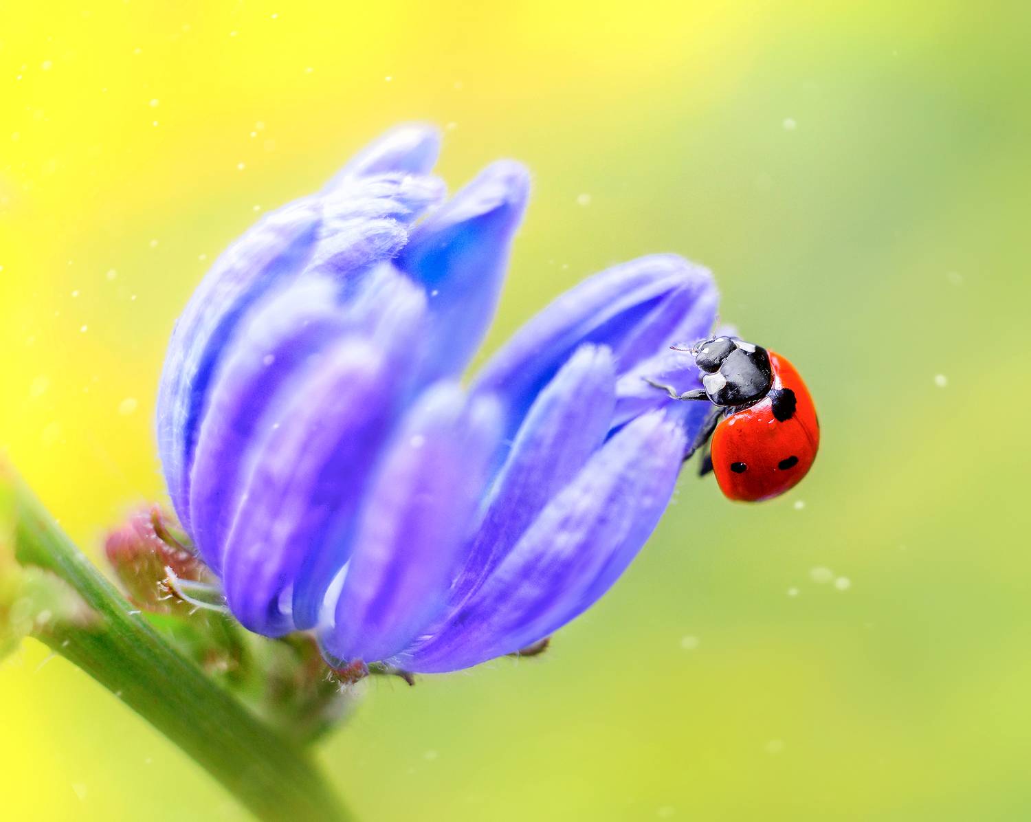 макрофотография, macro, макромир, макросъёмка, фотоприроды, nature, артфото, фотомакро, мануальнаяоптика, макро, макрофото, макросъемка, красота, божьякоровка, Svetlana Smirnova