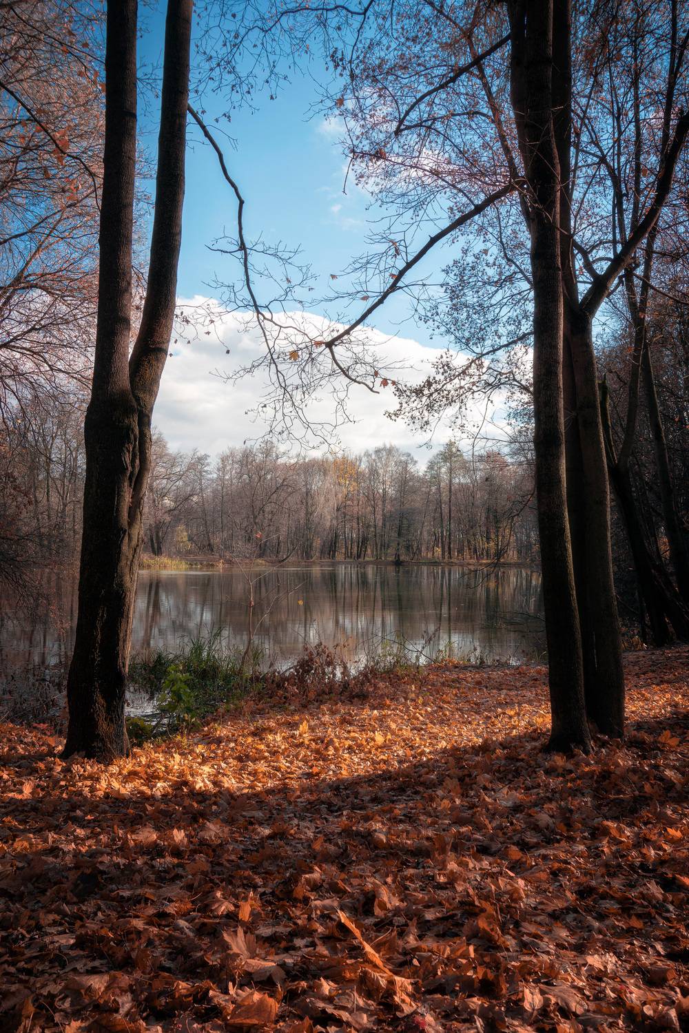 лес, деревья, осень, листья, пейзаж, Валерий Вождаев