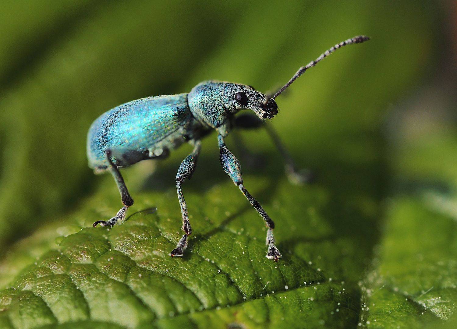 insect, macro, bug, насекомое, макро, долгоносик, жук, Протченко Ирина