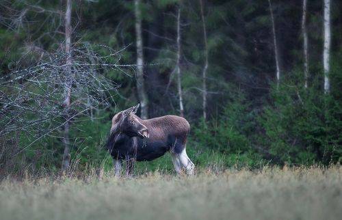На утренней прогулке