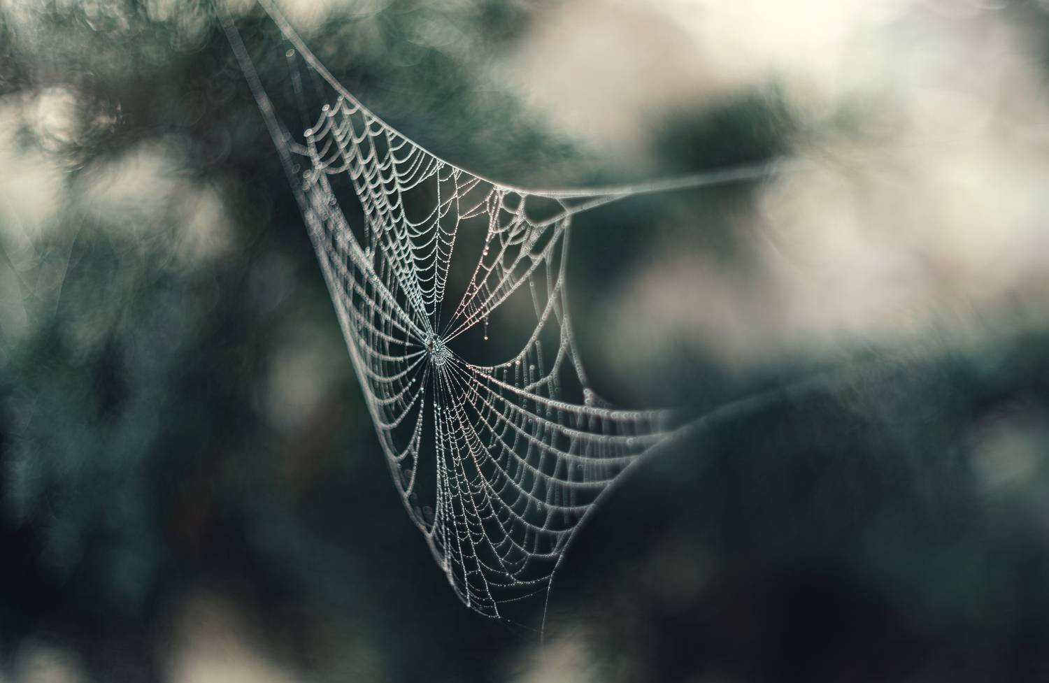 осень, утро, туман, паутина, паутины, капли, природа, хрупкость, природа крыма, керчь, крым, россия, Щербак Анатолий