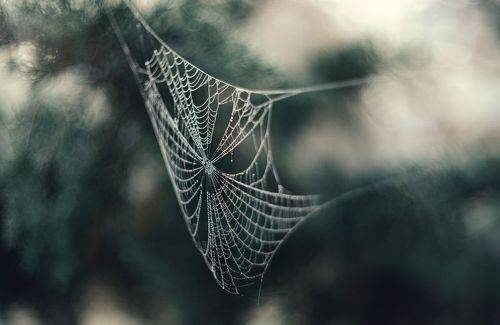 Ловушка незримой осени.