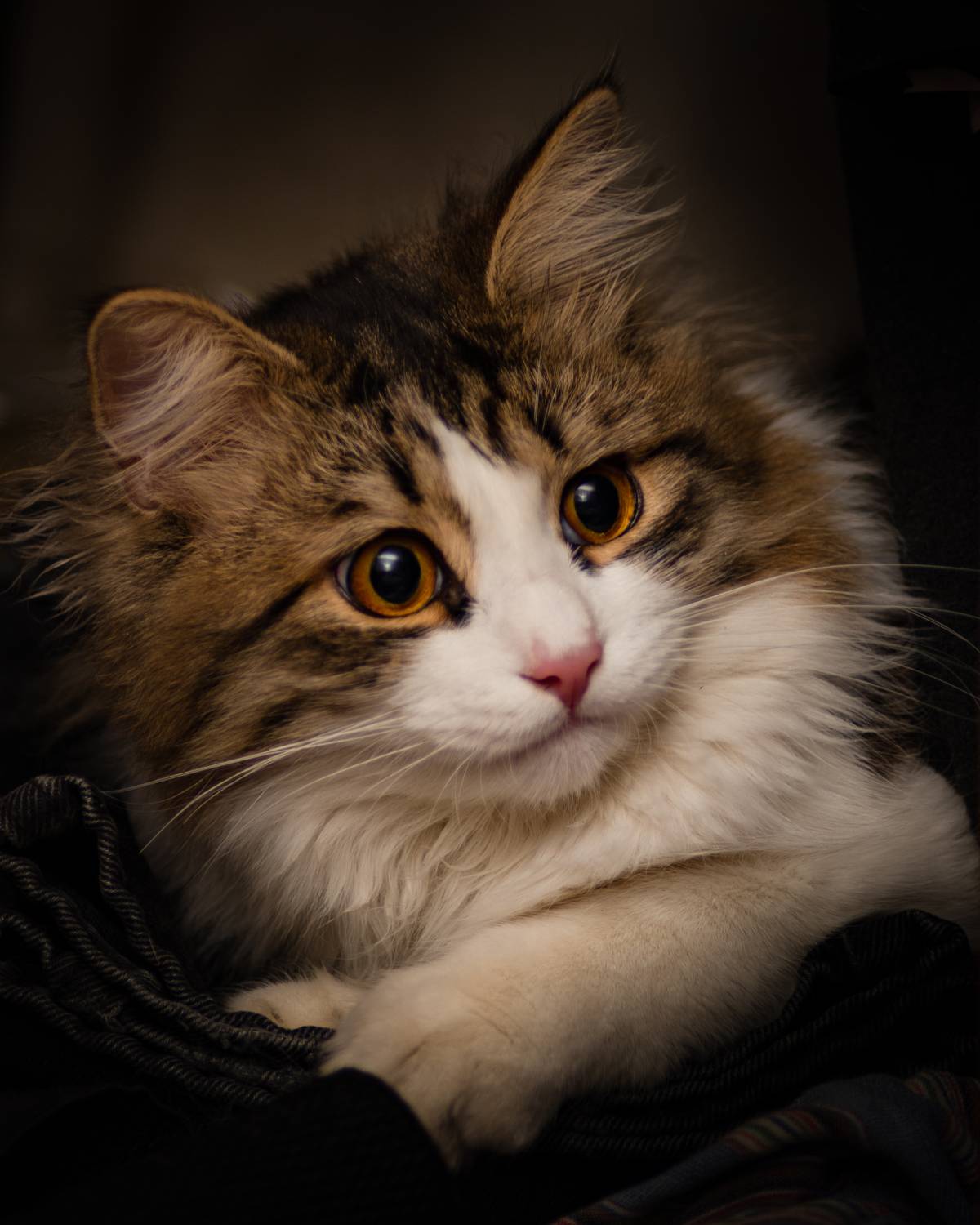 , Алексей Лебедев