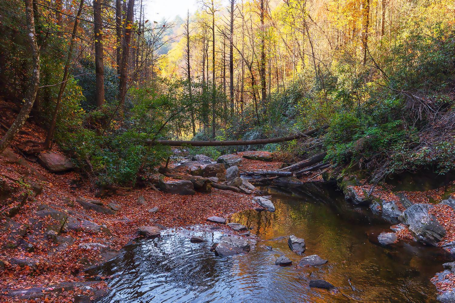 , Леонид Дьяченко