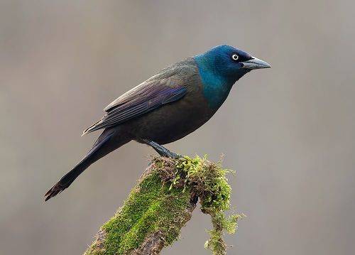 Common Grackle - Обыкновенный Гракл
