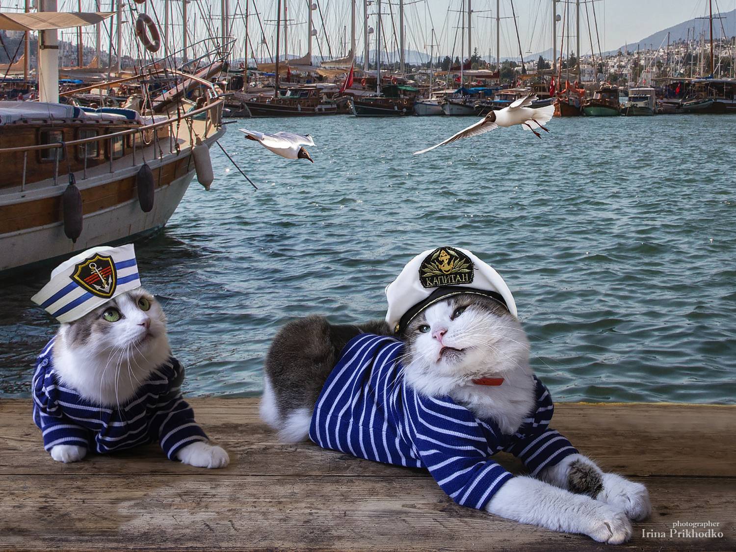 постановочное фото, кошки, забавные животные, питомцы, морячки, Приходько Ирина