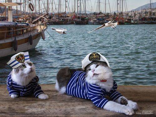 Морячки